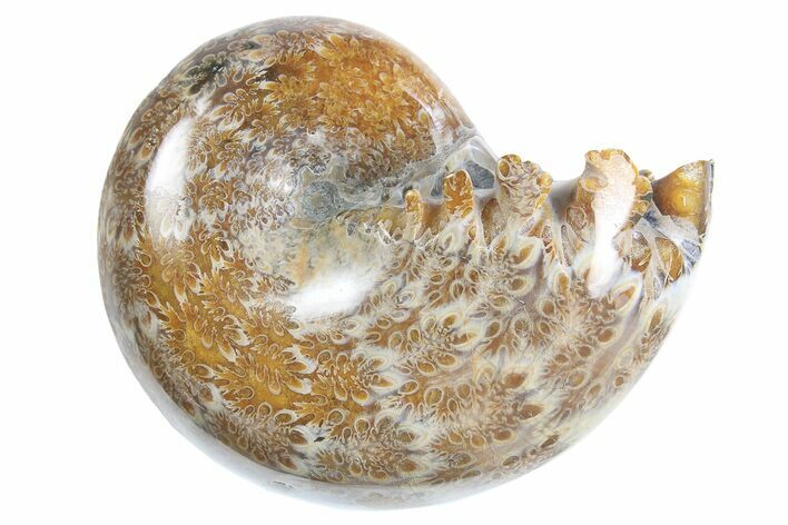 Polished Ammonite (Phylloceras) Fossil - Madagascar #297078